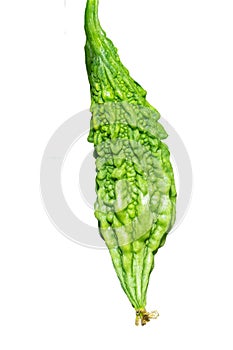 Bitter gourd also known as bitter melon isolated on white background.