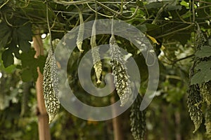 Bitter gourd farming in india or raw fruit