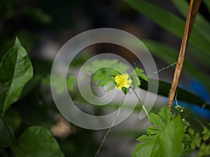 Bitter gourd flower and green leaves with water drops in garden