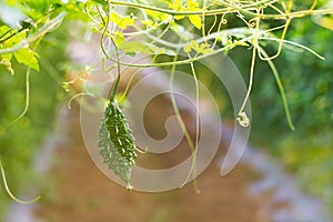 Bitter gourd garden blur.