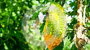 Bitter gourd hanging on a vine in garden,bitter melon,momodica