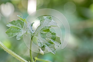 A bitter gourd leaf and dark green bokhe background