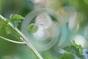 A bitter gourd leaf and dark green bokhe background