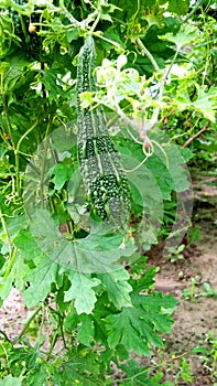 Bitter gourd momordica charantia creeper fruits