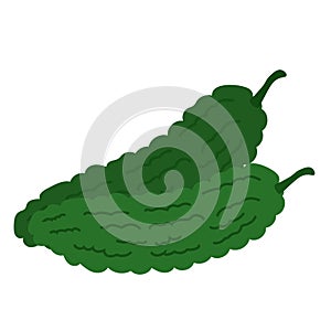 Bitter gourd or pare vegetable, hand drawn peria or paria vegetables, cartoon flat illustration