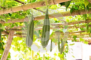 Bitter gourd plants in a farm