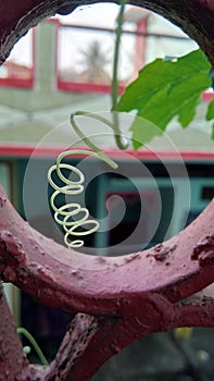 Bitter gourd tendrils in my home.