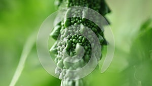 Bitter gourd on a tree India