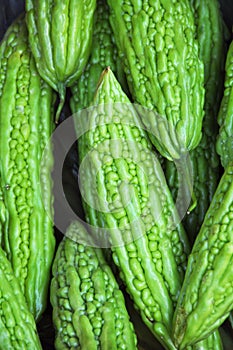 Bitter Gourd Vegetable