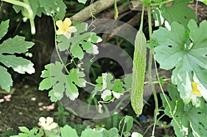 Bitter gourd, vegetable, medicinal material, traditional Chinese medicine, green food, green vegetables