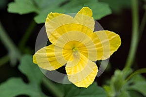 Bitter gourds flower