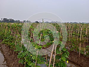 bitter gourds that are flowering and bearing fruit photo