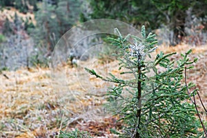 Bitter liquid coating the tip of pine tree shrub to prevent deer