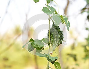 Bitter melon or bitter gourd on white background.