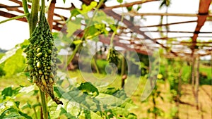 A bitter melon in a farm of a farmer in Tripura-India