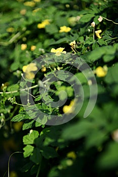 Bitter melon flower