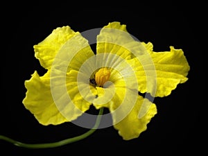 BITTER MELON FLOWER ON BLACK BACKGROUND