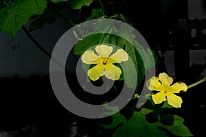 Bitter melon flower blooming in the garden