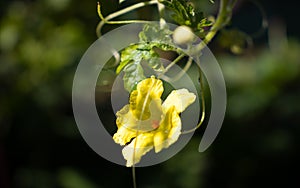 Bitter melon flower glowing in the early light