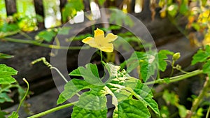 Bitter melon flower