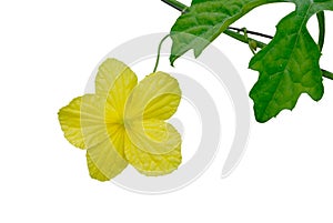 Bitter melon flower