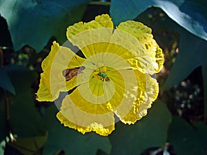 Bitter melon flower, Momordica charantia, and insects