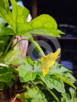 Bitter melon flower plant in my garden