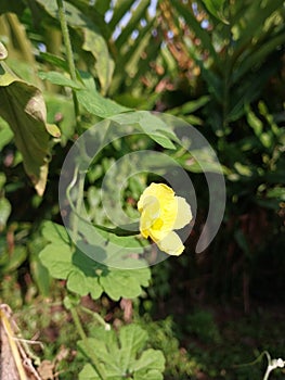 Bitter melon flower in the sunny morning