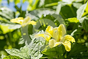 Bitter melon flowers