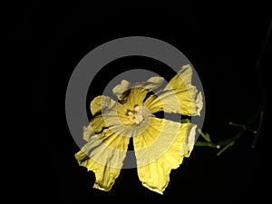 bitter melon flowers that bloom at night