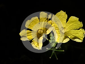 bitter melon flowers that bloom at night