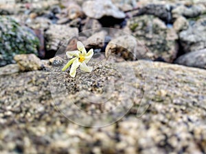 Bitter melon flowers fall on the rocks beside the house in the morning