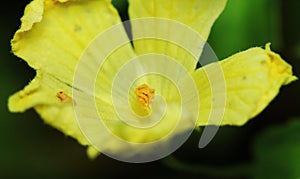 Bitter melon flowers in fresh melon farm for macro background