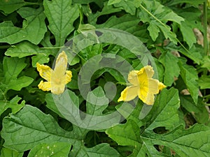 Bitter melon flowers are yellow.