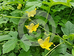 Bitter melon flowers are yellow.