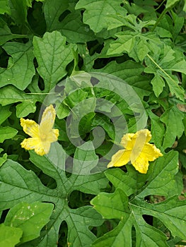 Bitter melon flowers are yellow.