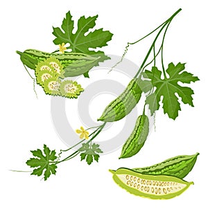 Bitter melon with green leaf and flower on brunch realistic vector