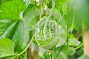 Bitter melon in greenhouse from polythene plastic on an agricultural field