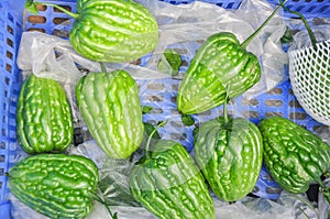 Bitter melon in greenhouse from polythene plastic on an agricultural field