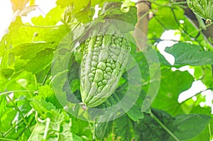 Bitter melon in greenhouse from polythene plastic on an agricultural field