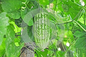 Bitter melon in greenhouse from polythene plastic on an agricultural field