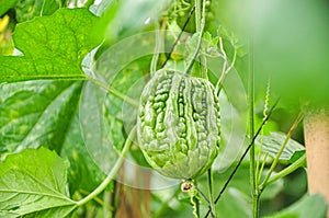 Bitter melon in greenhouse from polythene plastic on an agricultural field