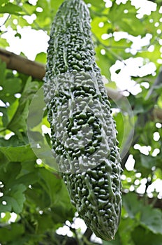 Bitter melon hanging on a vine