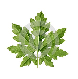 Bitter melon leaves isolated on transparent background