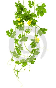 Bitter melon leaves with yellow flower isolated on white background