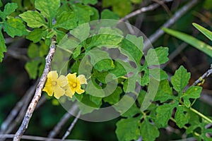 Bitter melon Momordica charantia - Hollywood, Florida, USA