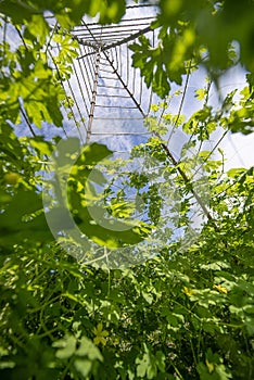 Bitter melon Momordica charantia plant growing on a vertical trellis