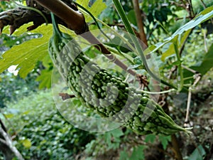 Bitter melon or  Momordica charantina L., also known as pare hanging on the tree