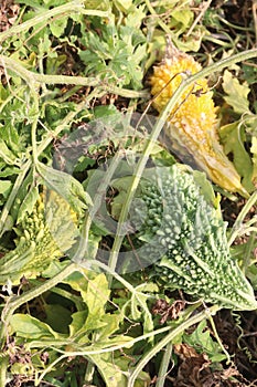 Bitter melon on tree in the farm photo