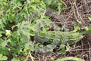 Bitter melon on tree in the farm photo